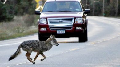 California man fatally stabs coyote in home after it attacks pet chihuahua