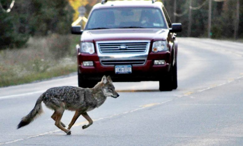 California man fatally stabs coyote in home after it attacks pet chihuahua