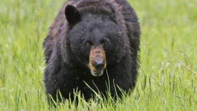 Black bear mauls 3-year-old girl in tent just north of Yellowstone National Park