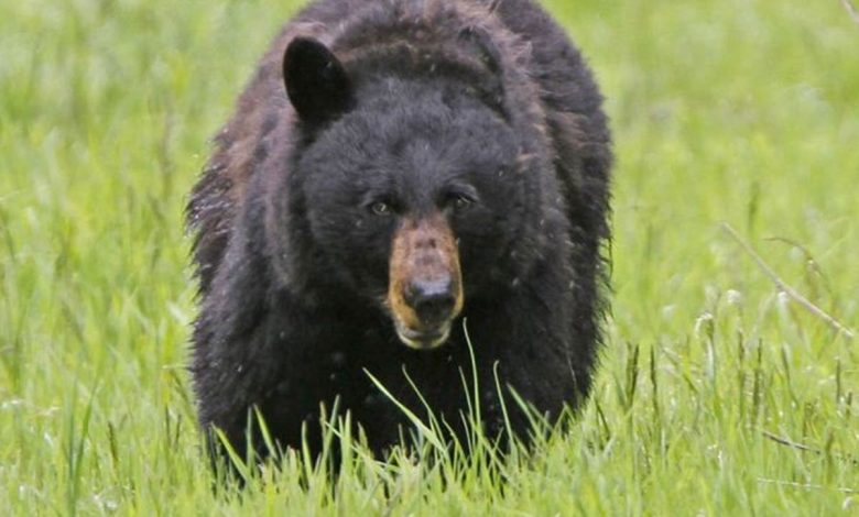 Black bear mauls 3-year-old girl in tent just north of Yellowstone National Park