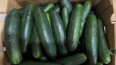 Nearly 450 people have fallen ill with Salmonella linked to recalled cucumbers