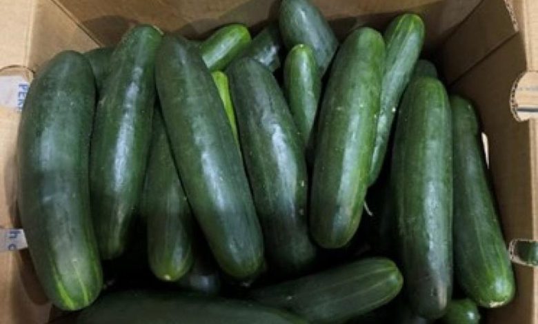 Nearly 450 people have fallen ill with Salmonella linked to recalled cucumbers