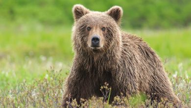 Alaska hunter mauled by bear – then accidentally shot while trying to stop the attack