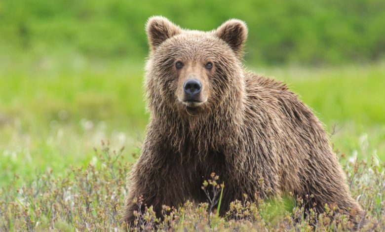 Alaska hunter mauled by bear – then accidentally shot while trying to stop the attack