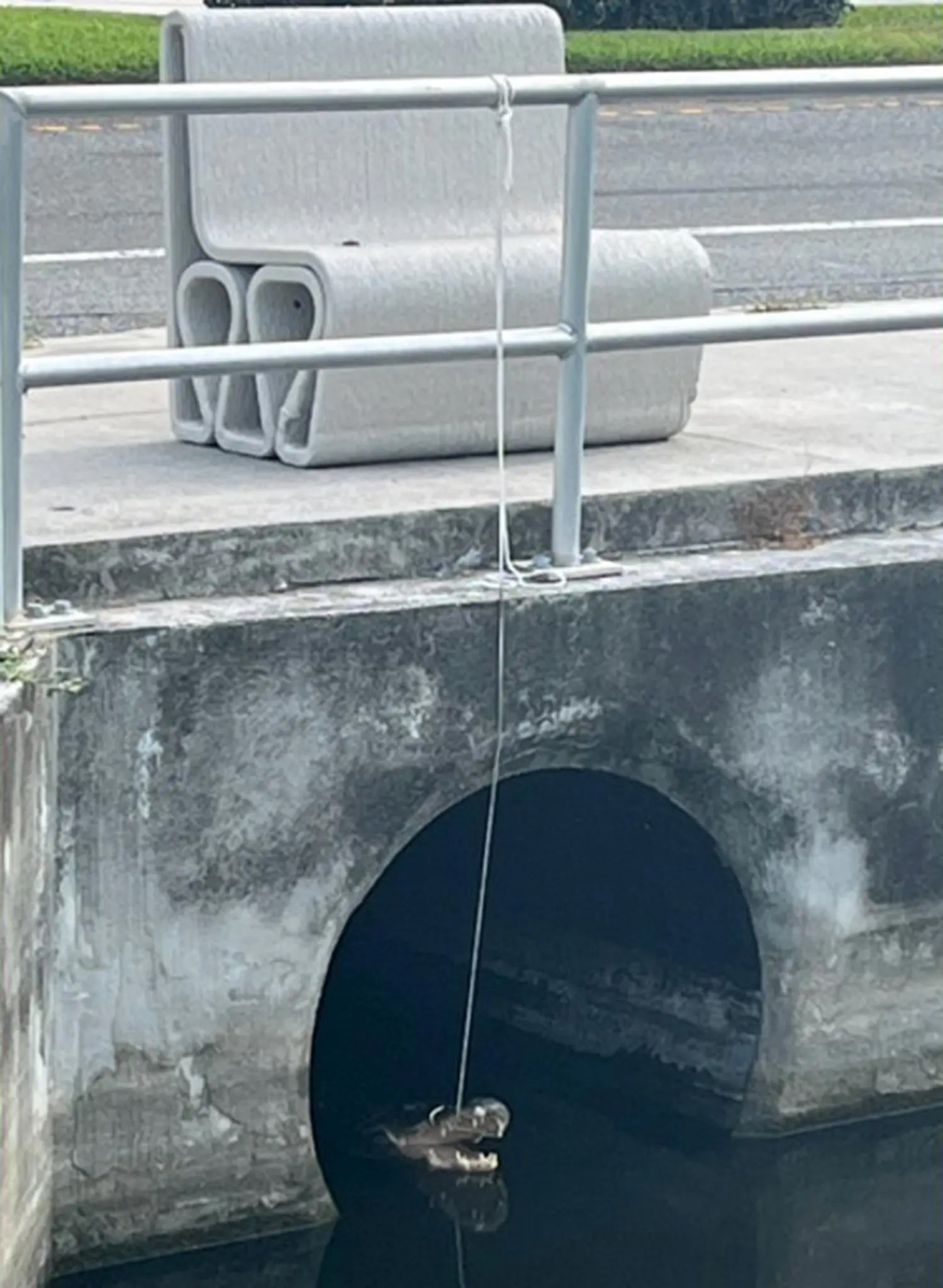 Police arrested Robert Colin after they say he lassoed an alligator, pictured, and tied him to a nearby handrail