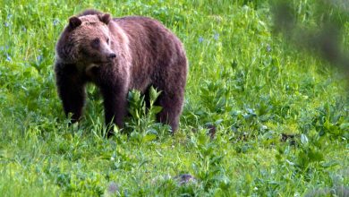 America saved the grizzly bear from extinction. Now, they are invading backyards and main streets