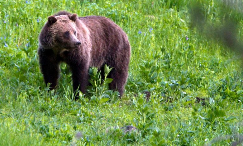 America saved the grizzly bear from extinction. Now, they are invading backyards and main streets