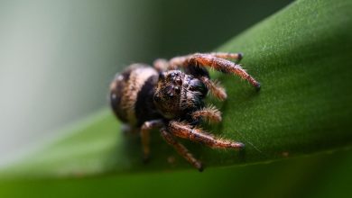 Woman arrested on animal cruelty charge for drowning roommate’s pet spider