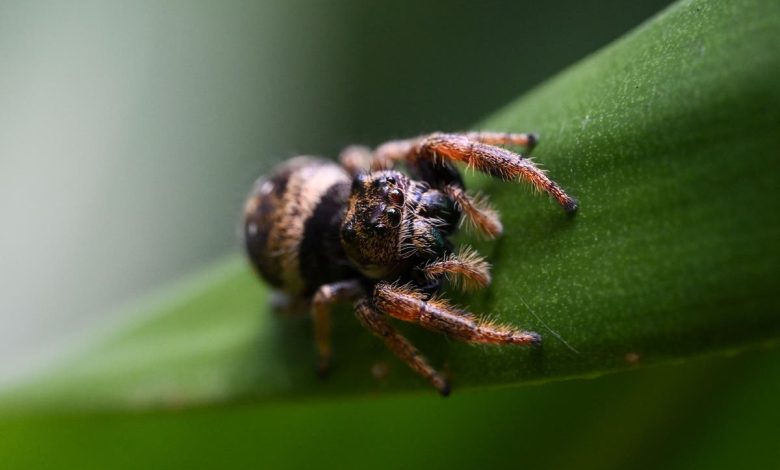 Woman arrested on animal cruelty charge for drowning roommate’s pet spider