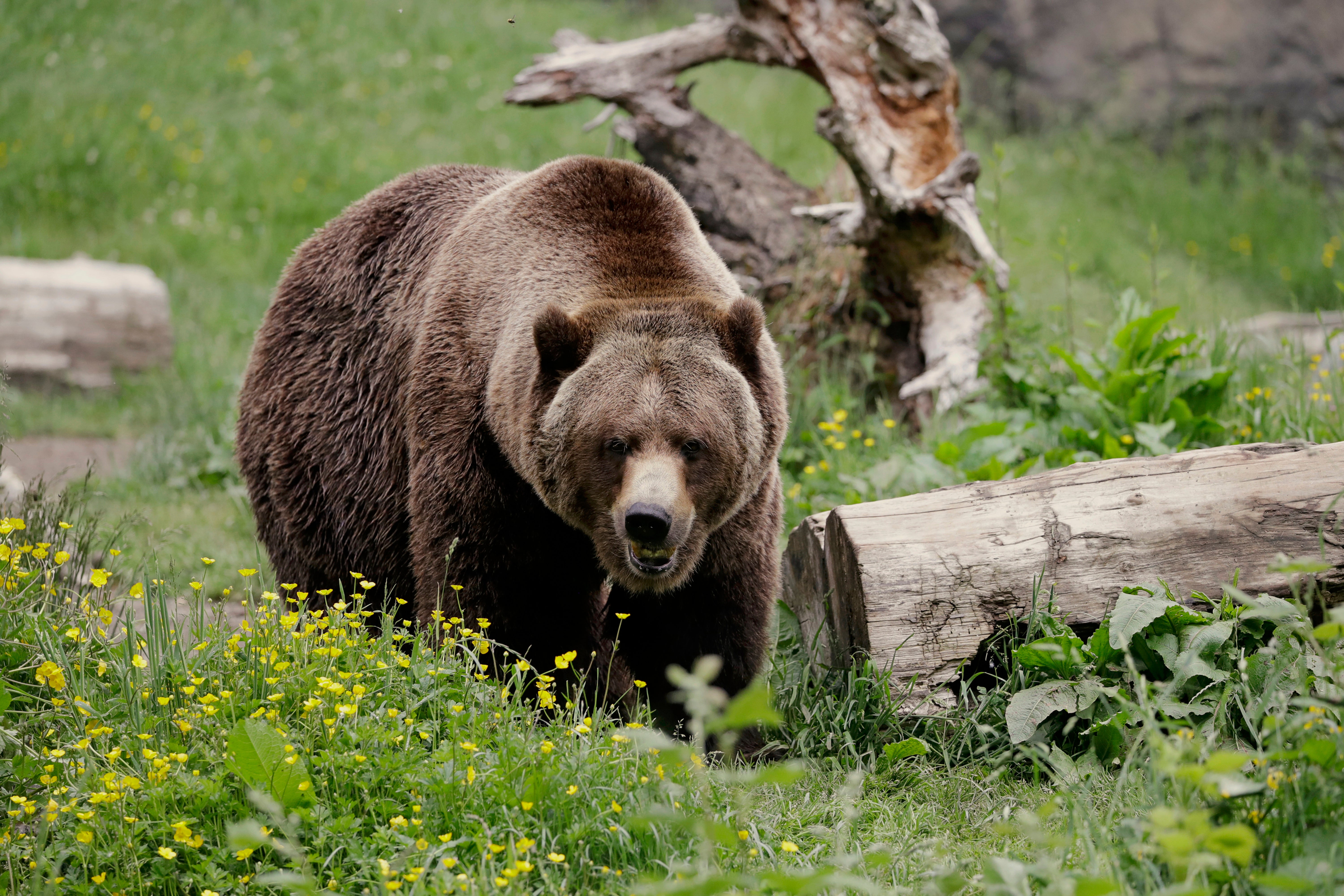 The successful conservation of grizzly bears in the U.S. has led to new tensions between the animals and humans. As bear populations have grown, so have the number of face-to-face meetings.