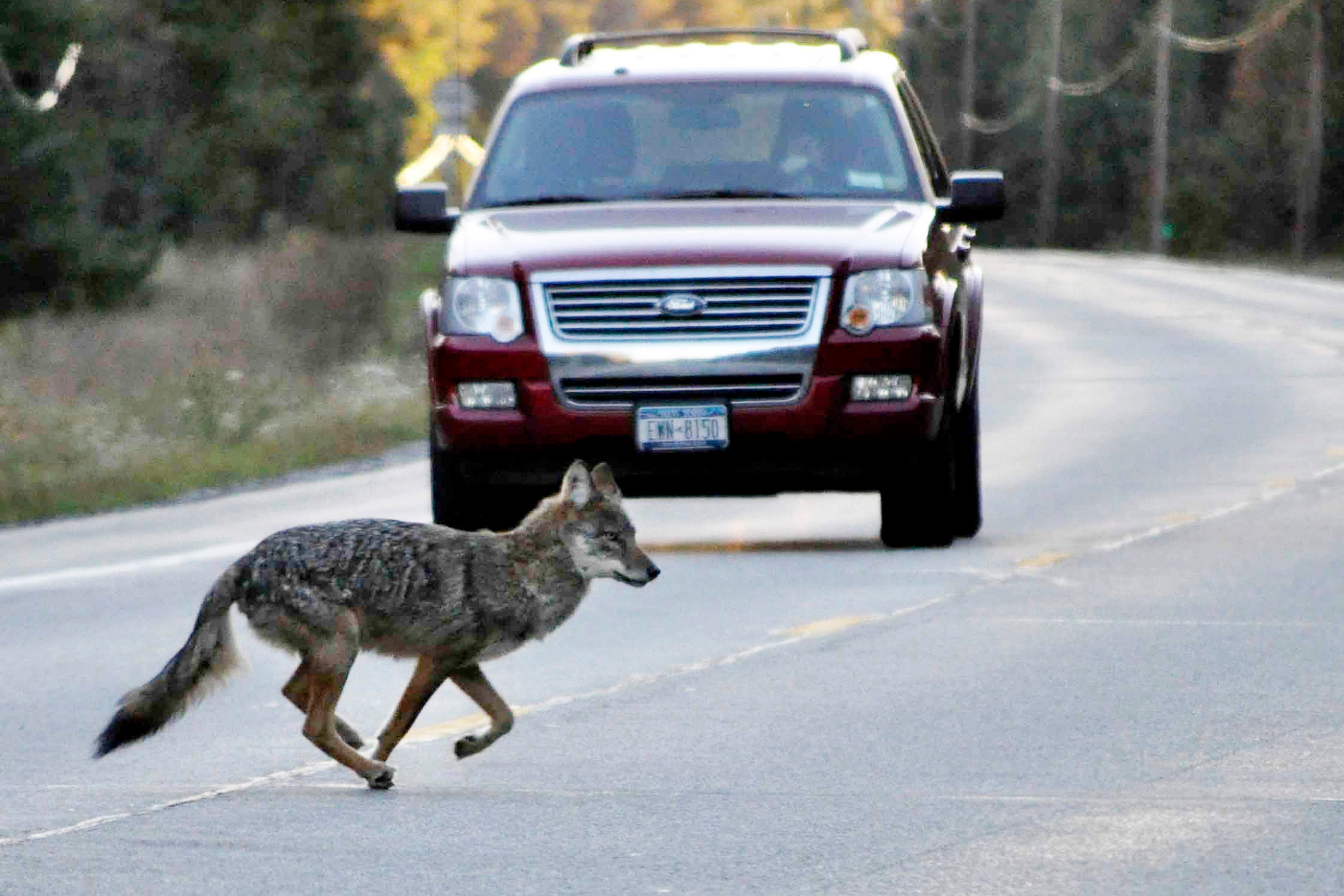 A Simi Valley, California man stabbed a coyote to death after it crept inside his home and attacked his dog