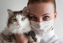 Bird Flu May Be Spreading From Humans To Domestic Cats