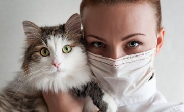 Bird Flu May Be Spreading From Humans To Domestic Cats