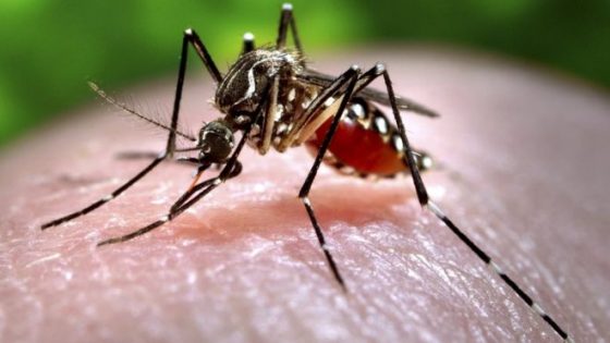 Another Plandemic? Deadly Mosquito Virus Detected In Massachusetts