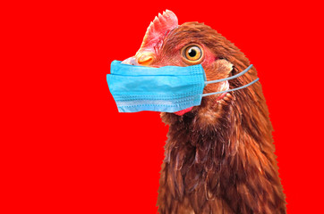 Is It Here? Bird Flu Human To Human Transmission