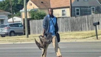 Residents Of Springfield Ohio Beg For Help After 20,000 Haitians Overwhelm City, Eat Local Wildlife