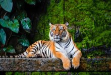 Bird Flu Spreads: Captive Tigers and Lions Die In Vietnam