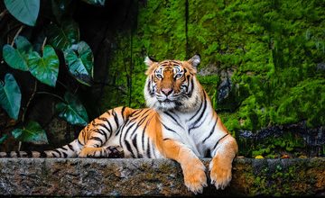 Bird Flu Spreads: Captive Tigers and Lions Die In Vietnam