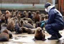 Elephant Seals In On Colony Lost 96% Of Pups To Bird Flu