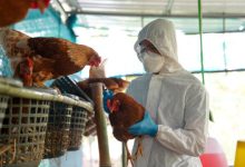 More Human Cases of Bird Flu In California