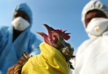 Bird Flu Detected In Oahu, Hawaii For The First Time