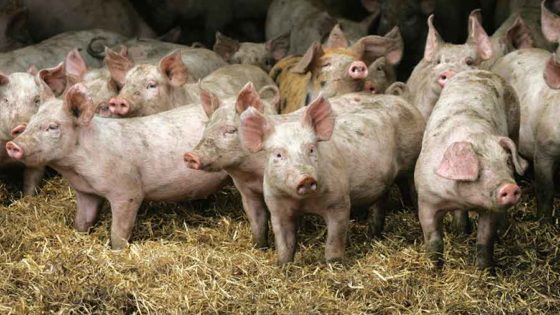 Animal Farm Politics: The Deep State Wins Again