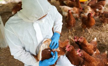 UN Declares “Unprecedented” Bird Flu Threat