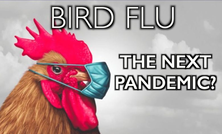 Scientists: The Risk of a Bird Flu Pandemic Is Rising