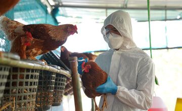 Bird Flu Experts: “Something Worse Is On The Way”