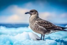 Bird Flu Is “Killing” Birds In Antartica