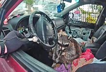 Police Find Raccoon With Meth Pipe in its Mouth During Ohio Traffic Stop