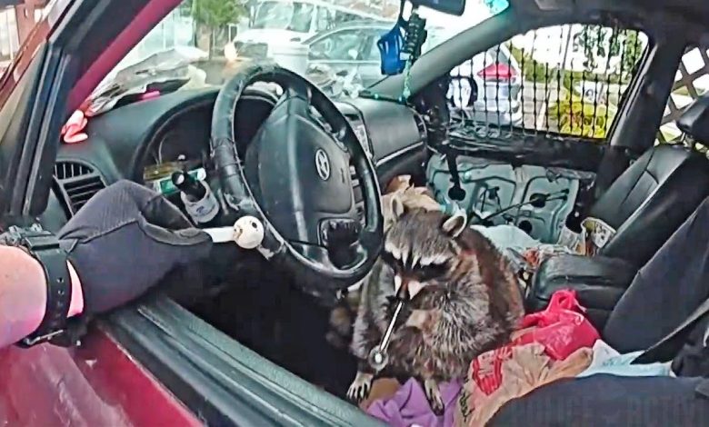 Police Find Raccoon With Meth Pipe in its Mouth During Ohio Traffic Stop