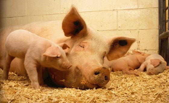 EU Warns of Bird Flu Mutation Risk In Pigs EU Warns of Bird Flu Mutation Risk In Pigs
