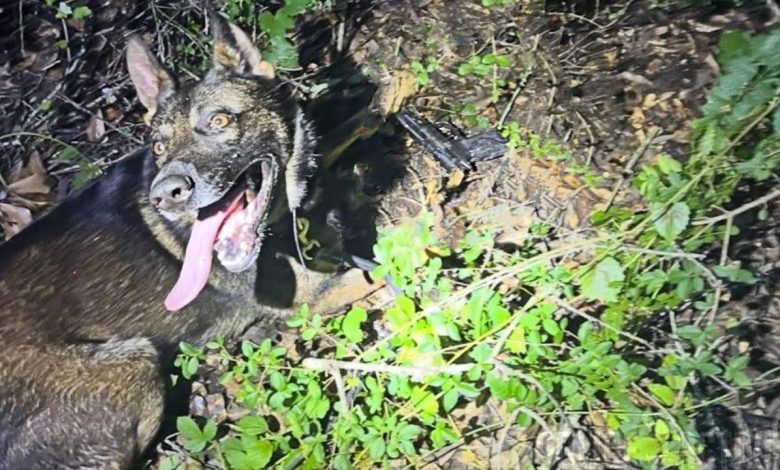 K9 Max Finds Gun Used To Shoot At Slidell Police Officers