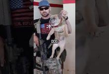 NAVY SEAL ROOM CLEARING #military #shortsvideo #shorts #navyseal #training #youtubeshorts #dog