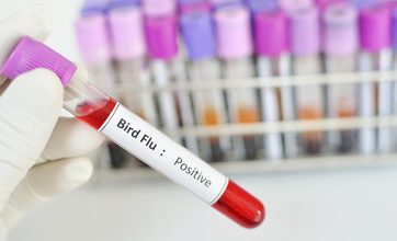 Bird Flu Infects a Fifth Person In Cambodia