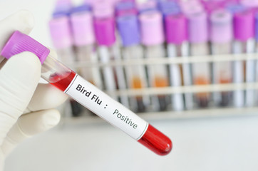 Bird Flu Infects a Fifth Person In Cambodia Bird Flu Infects a Fifth Person In Cambodia