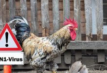 Public Health Experts Claim We Should Be Afraid of Bird Flu