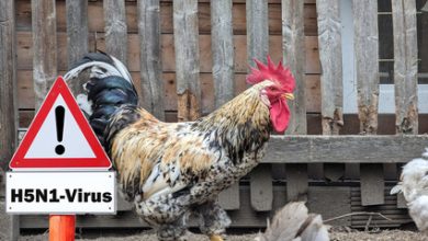 Public Health Experts Claim We Should Be Afraid of Bird Flu