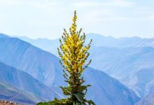 Medicinal Plants The Amish Used Regularly – Survivopedia
