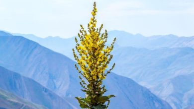 Medicinal Plants The Amish Used Regularly – Survivopedia