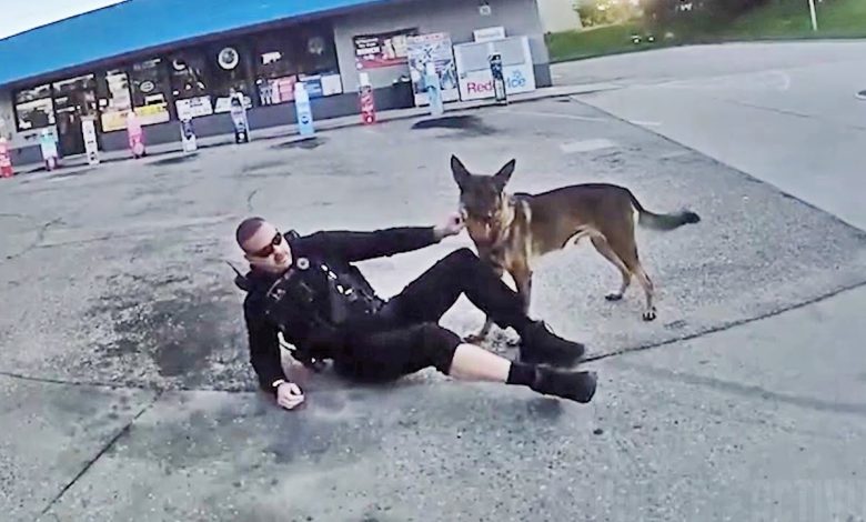 Officer and K9 Dragged by Fleeing Car in Florida