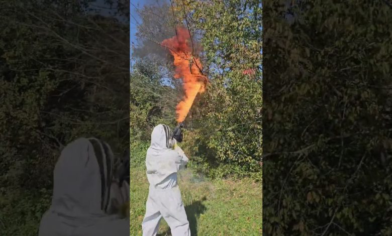 Flamethrower vs. hornets nest #shorts #bugs #funny