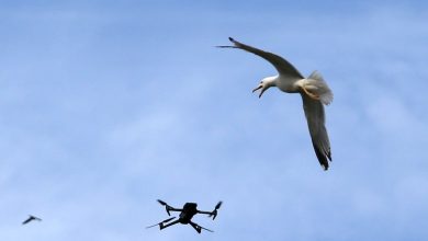 Dutch radar firm Robin turns bird-spotting skills into drone defense