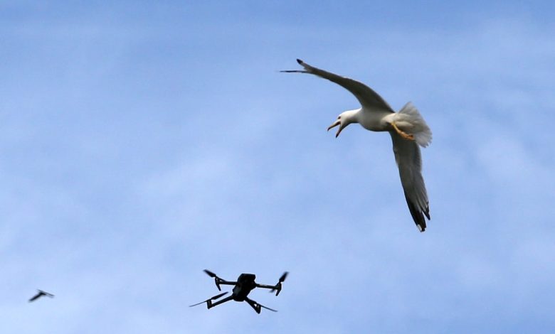 Dutch radar firm Robin turns bird-spotting skills into drone defense