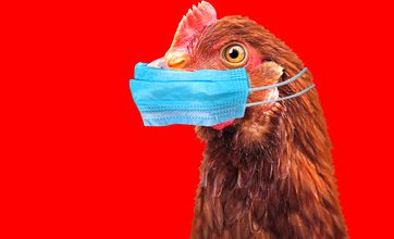 Experts Claim Risk Of Human Bird Flu Pandemic Is Rising