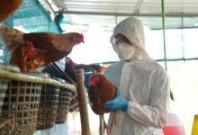 Bird Flu Fatality Rate In Humans Hits 48% After Another Death Reported