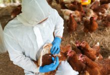17 People In Canada Being Tested For Bird Flu
