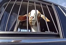 Texas Cop Detains Runaway Goat on Busy Road