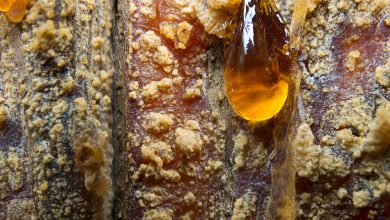 Top 10 Survival Uses for Pine Resin – Survivopedia